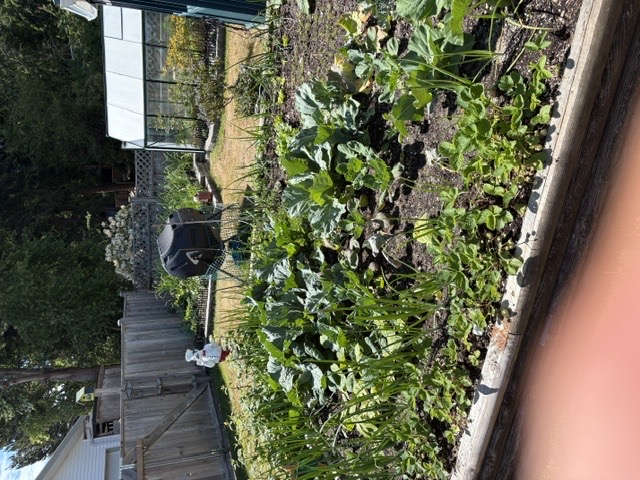 A productive Sunshine Coast garden beside a home and greenhouse