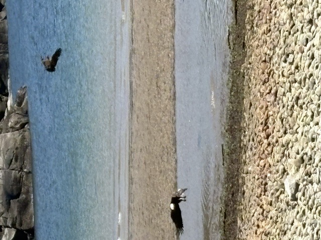 Sargeant Bay shoreline with beach, logs, flowers, and blue water