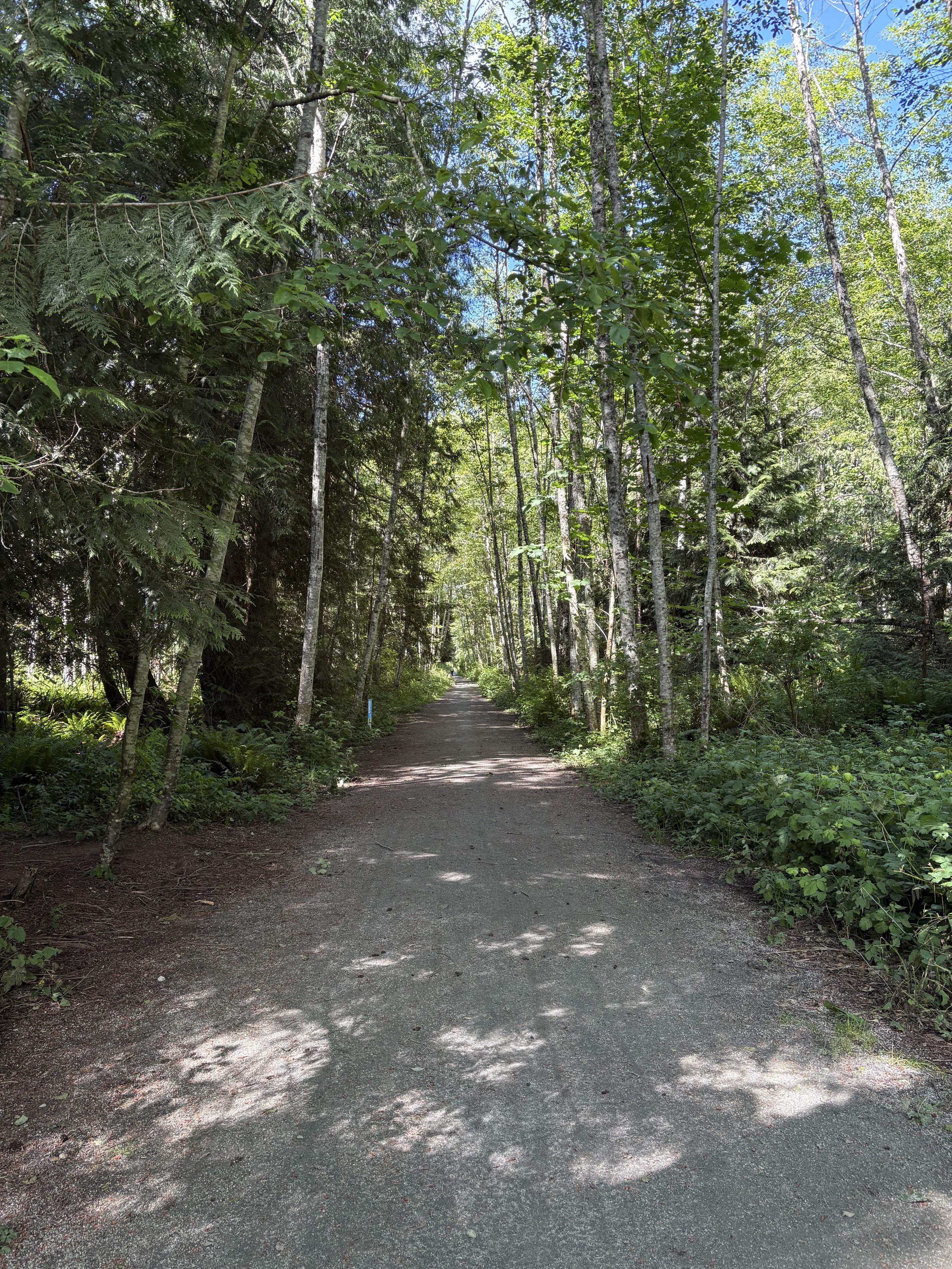 A quiet forest road on the Sunshine Coast
